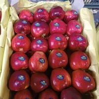 کار چیدن سیب در سورتینگ