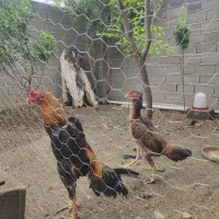 تخم اوشامو خالص