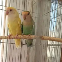 طوطی های برزیلی|پرنده|اردبیل, |دیوار