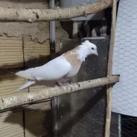 تعدادی کفتر خوب|پرنده|مشکیندشت, |دیوار