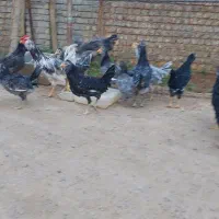 تخم مرغ نطفه دار گلین طوسی فول کیفیت|حیوانات مزرعه|اصفهان, نیروگاه|دیوار