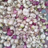 شلغم تازه وشیرین برای شب یلدا|عمدهفروشی|کوهسرخ, |دیوار