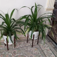 فروش گل پاندانوس|گل و گیاه طبیعی|تربتحیدریه, آغوی|دیوار