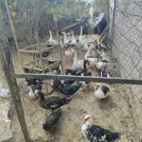 معاوضیه غاز اردک اسراعیلی با گوسفند|حیوانات مزرعه|بابل, |دیوار