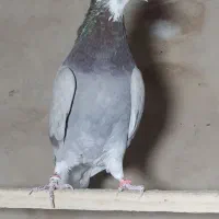 کبوتر پرشی|پرنده|مبارکه, |دیوار