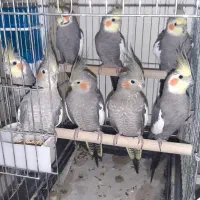 عروس هلندی|پرنده|قم, سعادتی|دیوار