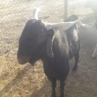 بز داشتی  با کهره کلر