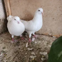 دو جفت سفید مهر یک جفت چشم سفید یک جفت چشم زرد|پرنده|لواسان, |دیوار
