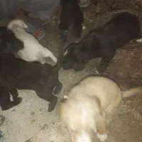 طوله سگ|سگ|رشت, حمیدیان|دیوار