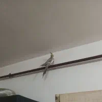 جوجه عروس دستی|پرنده|شفت, |دیوار