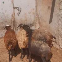 میش
