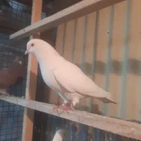 ۶عدد کبوتر زیبا و ارزنده