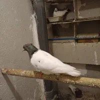 معاوضه با قناری عروس هلندی