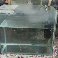 ماهی و اکواریوم|ماهی|نیشابور, شهرک بهداری|دیوار