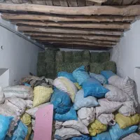 سیب زمینی یونجه