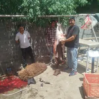 گوسفندزنده|حیوانات مزرعه|رودهن, |دیوار