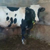 تریسه آبستن|حیوانات مزرعه|بجنورد, |دیوار