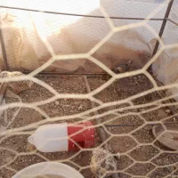 دوجفت بلدرجین