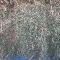 یونجه پرگل|لوازم جانبی حیوانات|نظر کهریزی, |دیوار