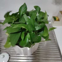 گل پتوس