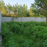 زمین ساحلی ۲۶۵ متری دور دیوار  ۱ کیلومتری دریا|فروش زمین و ملک کلنگی|بندر انزلی, جفرود پایین|دیوار