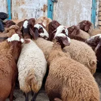 25راس میش ابستن