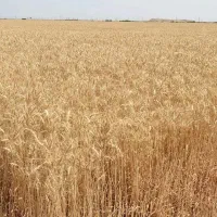 دو هکتار اجاره زمین کشاورزی در روستای کرد|اجارهٔ دفتر صنعتی، کشاورزی، تجاری|آق قلا, |دیوار