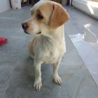 سگ پا کوتاه