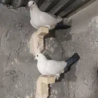 نر مایه دم سیاه