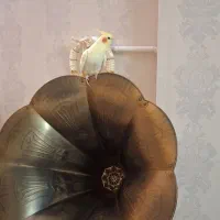 عروس هلندی نر آماده سن. یک سال|پرنده|قدس, شهر‌قدس|دیوار