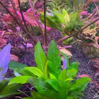 گیاه پلنت|ماهی|تهران, منیریه|دیوار