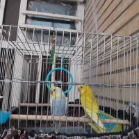 مرغ عشق|پرنده|اهواز, پردیس|دیوار