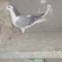 اصفهان خ امام خمینی بابوکان