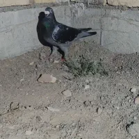 کبوتر پلاکی گرفتنی