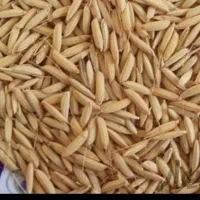 تخم جوجمشیدی