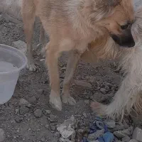 سگ پامر|سگ|زرند, |دیوار