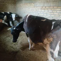 گاو گوساله نر