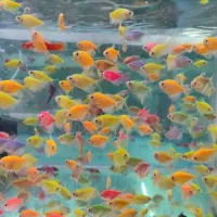 ماهی آکواریومی|ماهی|سبزوار, پیام|دیوار