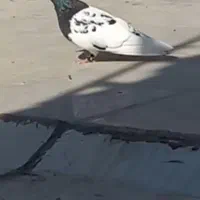 کبوتر کله سیاه نر