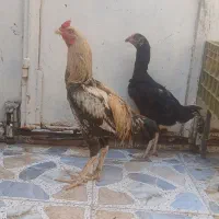 مرغ خروس لاری