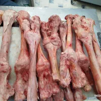 پاچه شتر کوهان شتر شحله دنبه بره|خوردنی و آشامیدنی|مشهد, گاز|دیوار