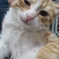 گربه خونگی|گربه|شیراز, شهرک مهدیآباد|دیوار