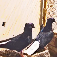 یک جفت کبوتر اشعل نروماده
