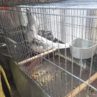 آلبینو عروس هلندی