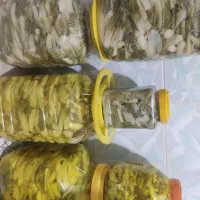 ترشی بیلهر