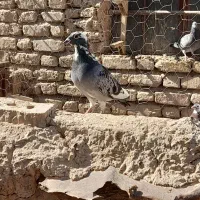 غوره ای|پرنده|شیبکوه (فارس), |دیوار