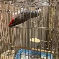 کاسکو  دم قرمز