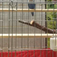 دو جفت طوطی برزیلی