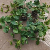 گل وگیاه|گل و گیاه طبیعی|تالش, جوکندان|دیوار