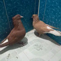 کبوتر پلاکی و دمبی|پرنده|دهدشت, |دیوار